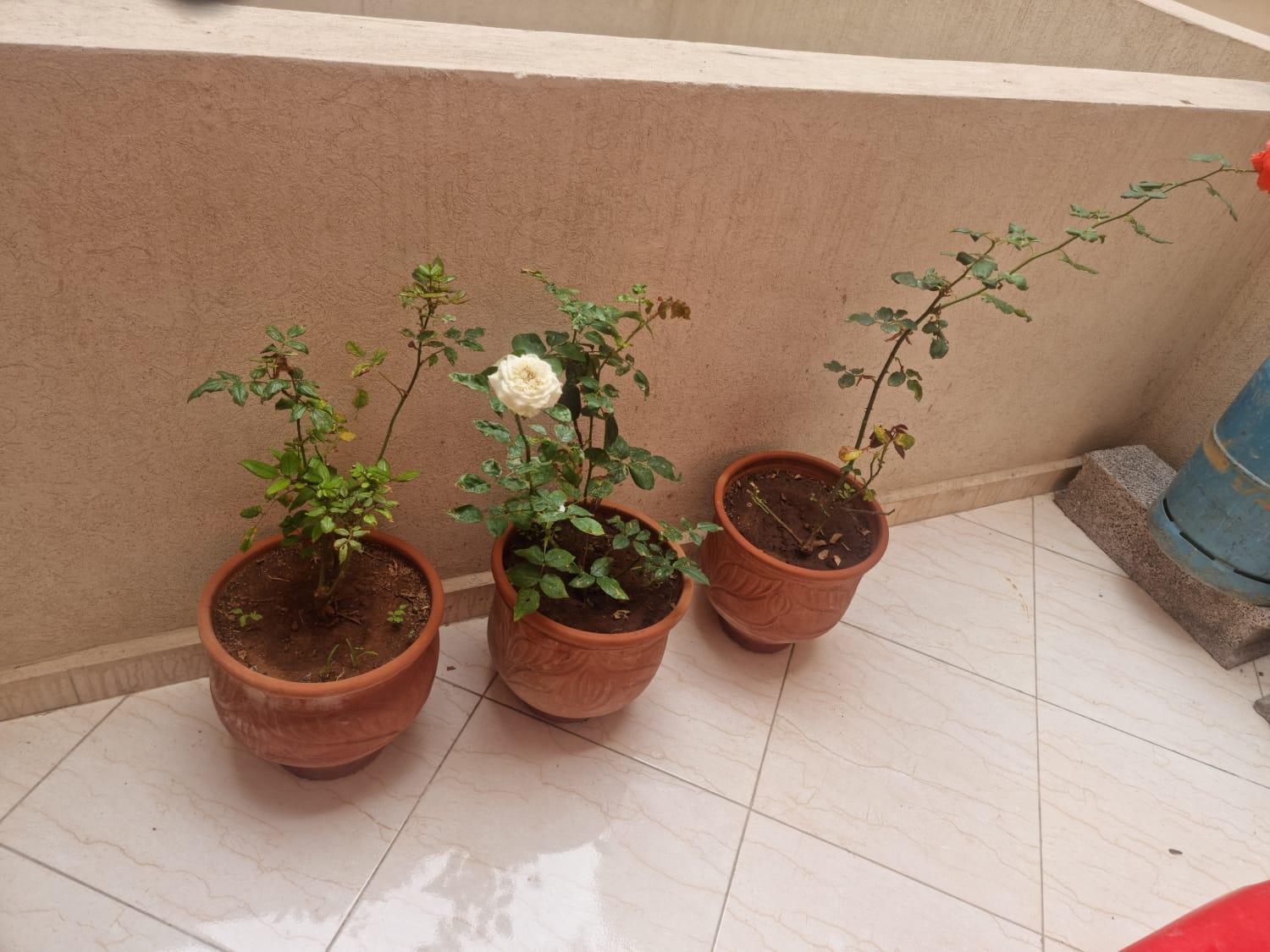 Apprt Ennakhil 3 Apartment El Jadida Bagian luar foto